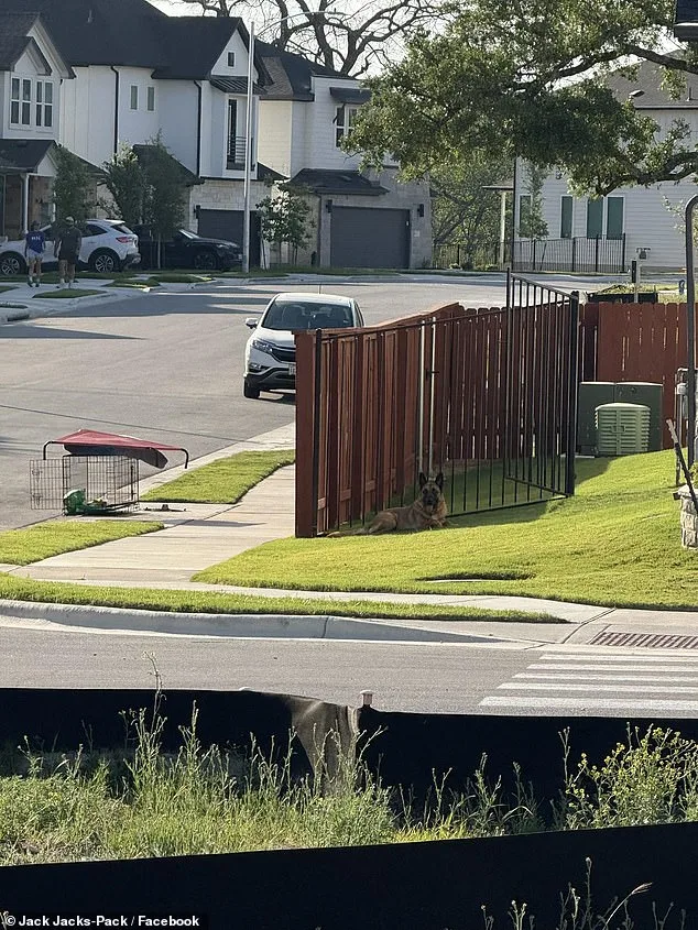 German Shepherd Left to Suffer in Texas Heat After Being Abandoned by Owner