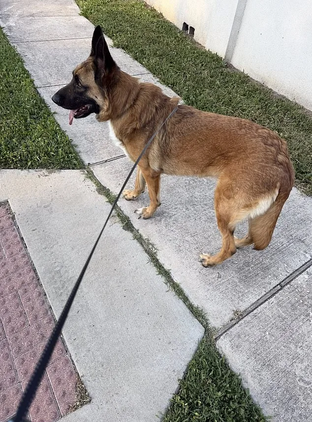 German Shepherd Left to Suffer in Texas Heat After Being Abandoned by Owner