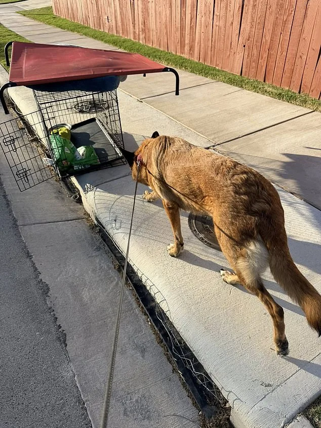 German Shepherd Left to Suffer in Texas Heat After Being Abandoned by Owner