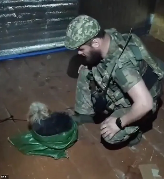 Ukrainian Drone Rescues Cat and Dog in Extraordinary Frontline Mission