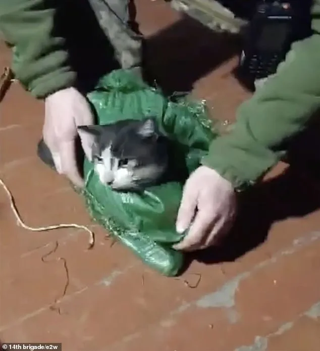 Ukrainian Drone Rescues Cat and Dog in Extraordinary Frontline Mission