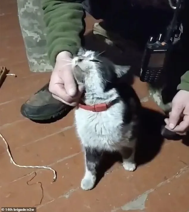 Ukrainian Drone Rescues Cat and Dog in Extraordinary Frontline Mission