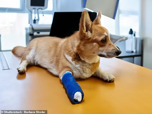 Dogs in Disguise: Uncovering the Hidden Dangers of Canine Aggression