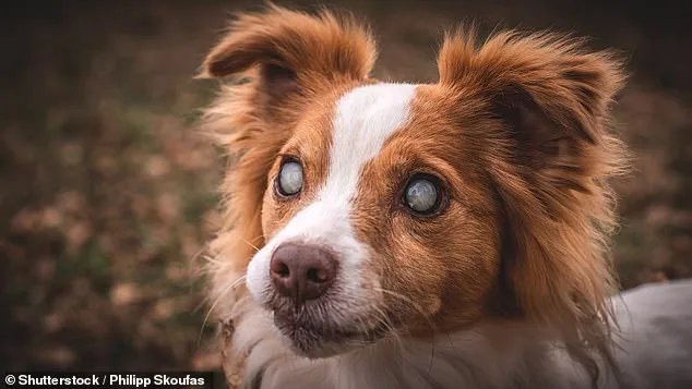 Dogs in Disguise: Uncovering the Hidden Dangers of Canine Aggression