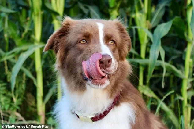 Dogs in Disguise: Uncovering the Hidden Dangers of Canine Aggression