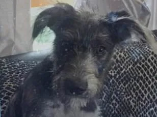 Dogs in Disguise: Uncovering the Hidden Dangers of Canine Aggression