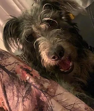 Fatal Lurcher Attack: Young Woman's Death Underlines Unpredictability of Canine Aggression.