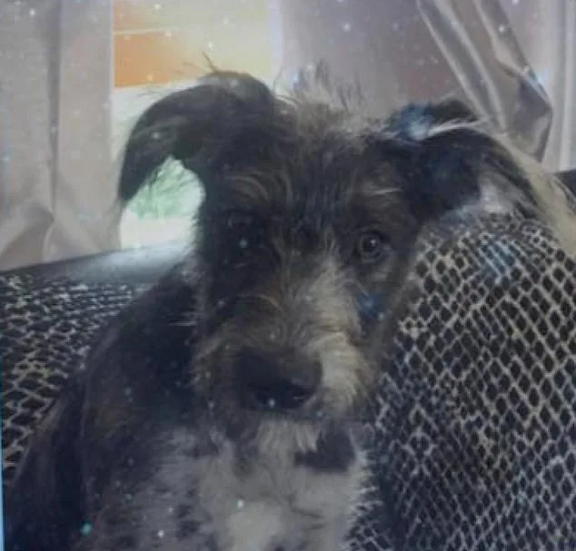 Fatal Lurcher Attack: Young Woman's Death Underlines Unpredictability of Canine Aggression.