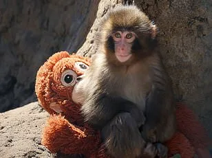 Heartbreaking Monkey Mom Shuns Her Baby: Why?