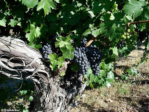 Oregon Winery Lawsuit Sets Legal Precedent for AI in Court