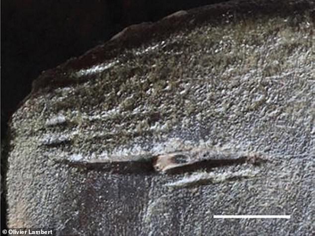 Rising Temperatures May Bring Great White Sharks Back to UK Waters