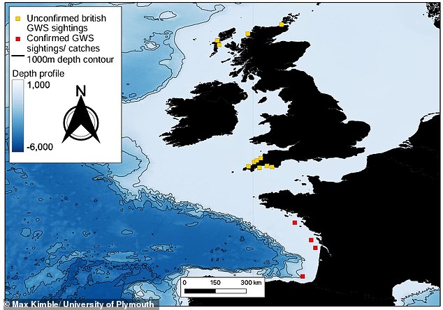 Rising Temperatures May Bring Great White Sharks Back to UK Waters