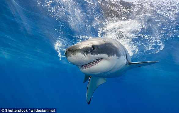 Rising Temperatures May Bring Great White Sharks Back to UK Waters