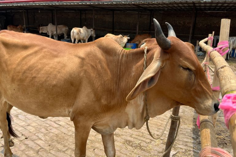 BJP Win in Bengal Sparks Fear, Emptying Cattle Markets Ahead of Eid