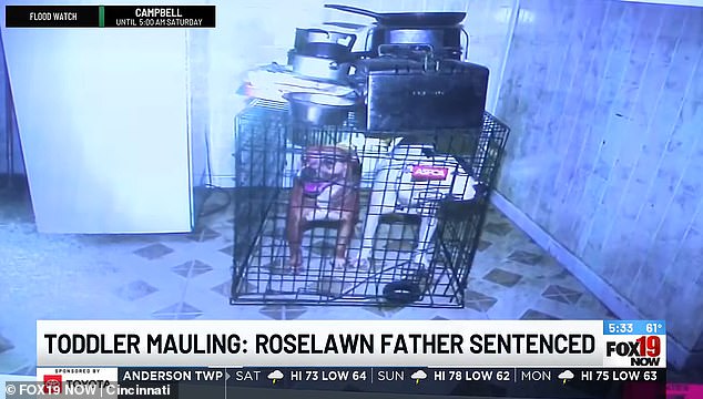 Ohio Father Sentenced to Five Years for Pit Bull Attack Killing Daughter