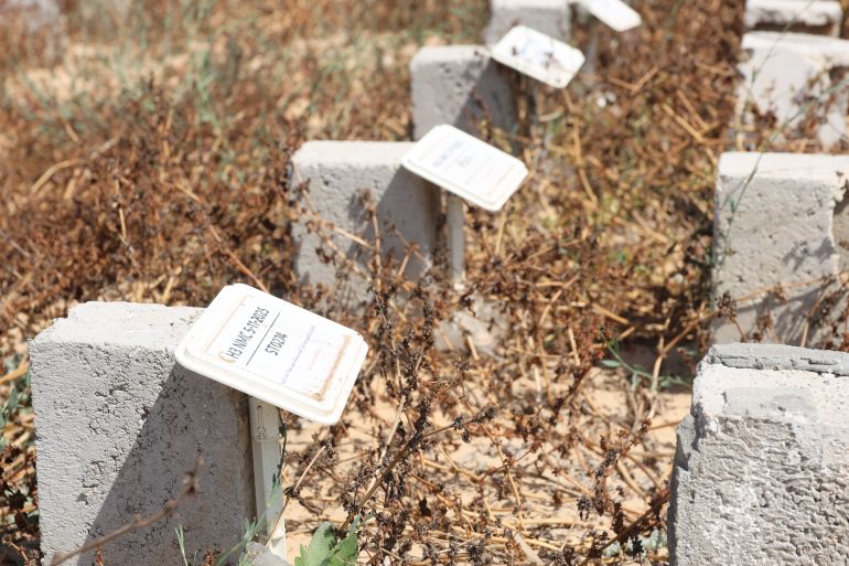 Ceasefire Enables Gaza Widow to Search for Missing Husband Among Missing Graves
