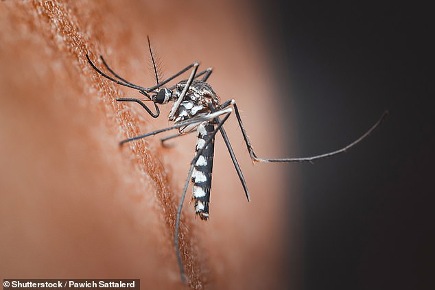 Climate Change Threatens to Bring Chikungunya Virus to Europe and North America