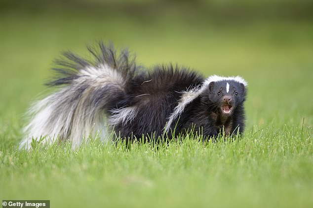 Michigan man dies after rabies-transmitting kidney from Idaho donor