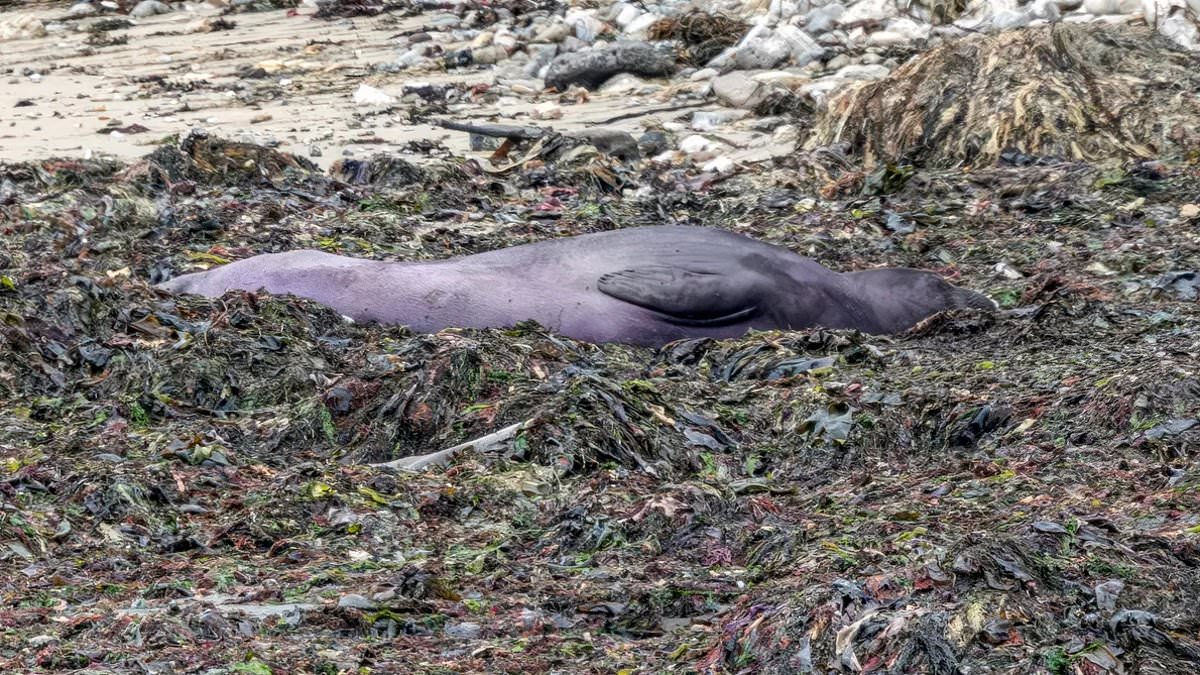California elephant seal appears purple due to natural causes, not pollution.