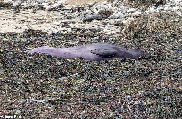 California elephant seal appears purple due to natural causes, not pollution.