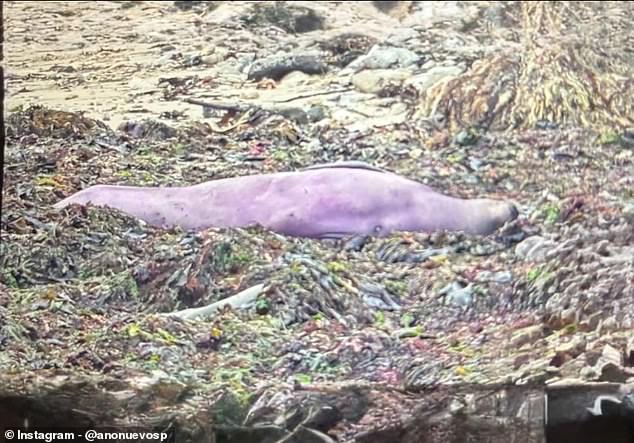 California elephant seal appears purple due to natural causes, not pollution.