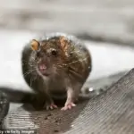 Global Warming's Unlikely Allies: The Rise of Rat Populations