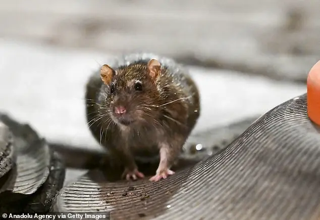 Global Warming's Unlikely Allies: The Rise of Rat Populations