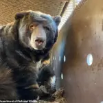 Los Angeles Man's Home Invaded by 525-Pound Bear