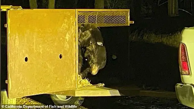 Los Angeles Man's Home Invaded by 525-Pound Bear