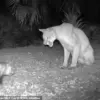 Rare Florida Panther-Opossum Interaction Captures on Camera