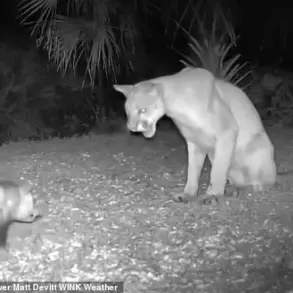 Rare Florida Panther-Opossum Interaction Captures on Camera