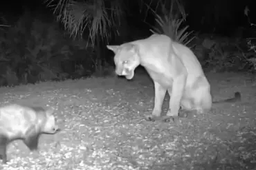 Rare Florida Panther-Opossum Interaction Captures on Camera