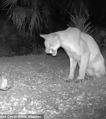 Rare Florida Panther-Opossum Interaction Captures on Camera