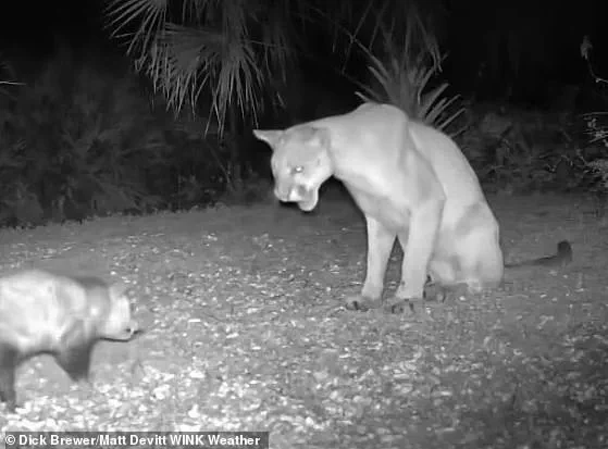 Rare Florida Panther-Opossum Interaction Captures on Camera