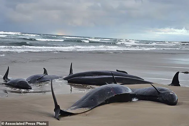 Tasmanian Authorities Face Heartbreaking Decision to Euthanize Stranded Pod of False Killer Whales