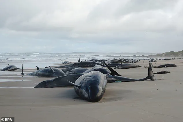 Tasmanian Authorities Face Heartbreaking Decision to Euthanize Stranded Pod of False Killer Whales