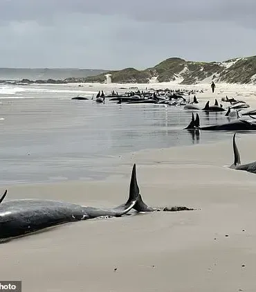 Tasmanian Authorities Face Heartbreaking Decision to Euthanize Stranded Pod of False Killer Whales