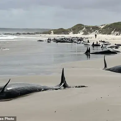 Tasmanian Authorities Face Heartbreaking Decision to Euthanize Stranded Pod of False Killer Whales