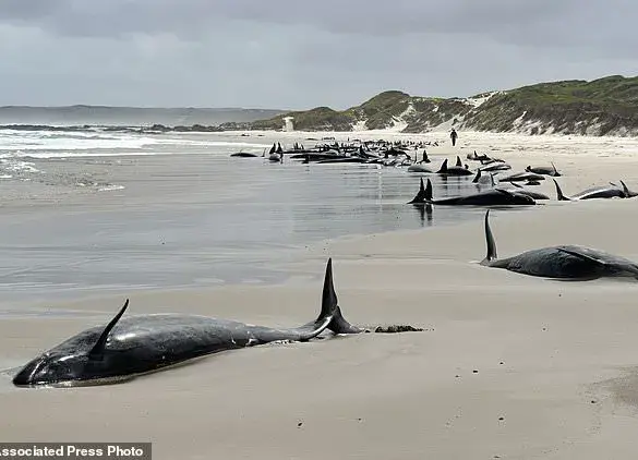 Tasmanian Authorities Face Heartbreaking Decision to Euthanize Stranded Pod of False Killer Whales