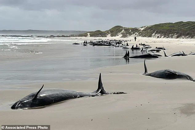 Tasmanian Authorities Face Heartbreaking Decision to Euthanize Stranded Pod of False Killer Whales