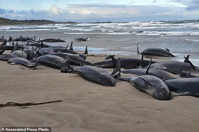 Tasmanian Authorities Face Heartbreaking Decision to Euthanize Stranded Pod of False Killer Whales