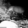 The Surprising Reappearance of the South American Tapir