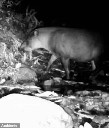 The Surprising Reappearance of the South American Tapir