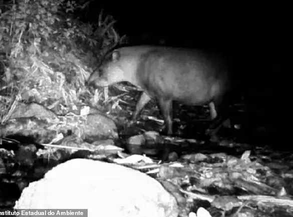 The Surprising Reappearance of the South American Tapir