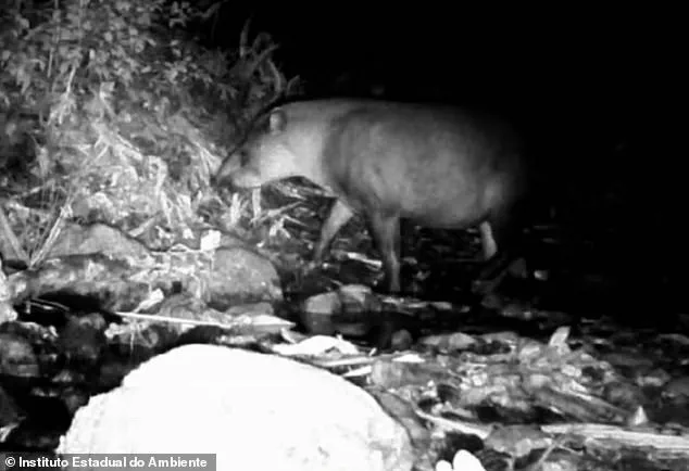 The Surprising Reappearance of the South American Tapir