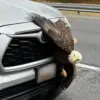 Two Bald Eagles Entangled in Perilous Embrace in Kodiak, Alaska