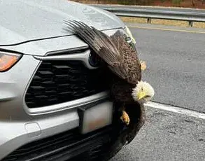 Two Bald Eagles Entangled in Perilous Embrace in Kodiak, Alaska