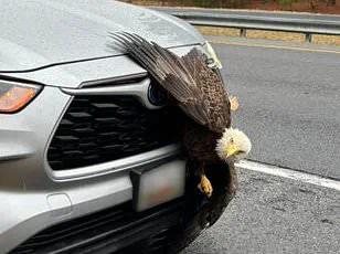 Two Bald Eagles Entangled in Perilous Embrace in Kodiak, Alaska