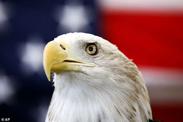 Two Bald Eagles Entangled in Perilous Embrace in Kodiak, Alaska