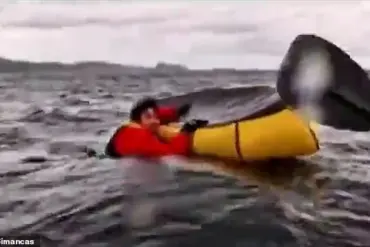 Whale Attack: Kayaker Swallowed by Humpback off Chilean Coast